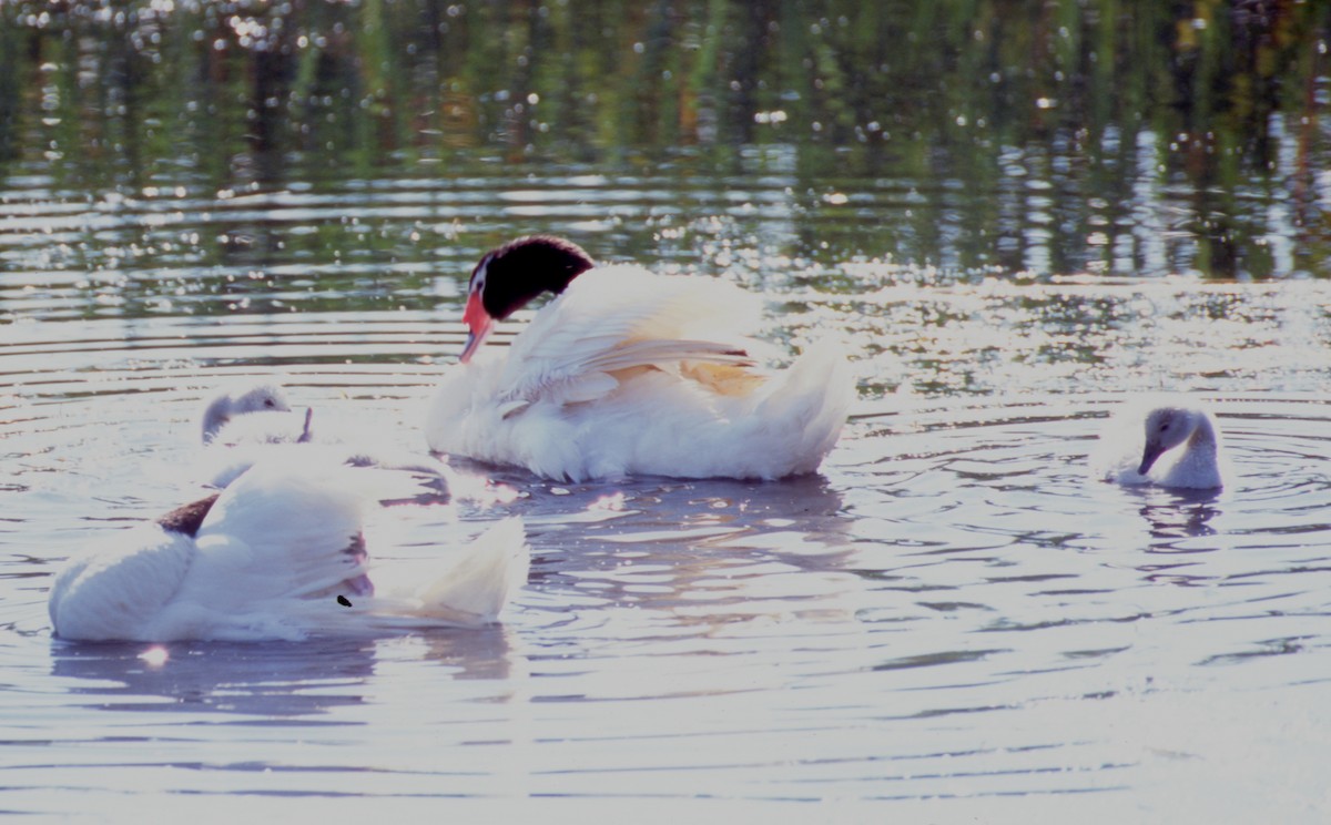クロエリハクチョウ - ML646717740
