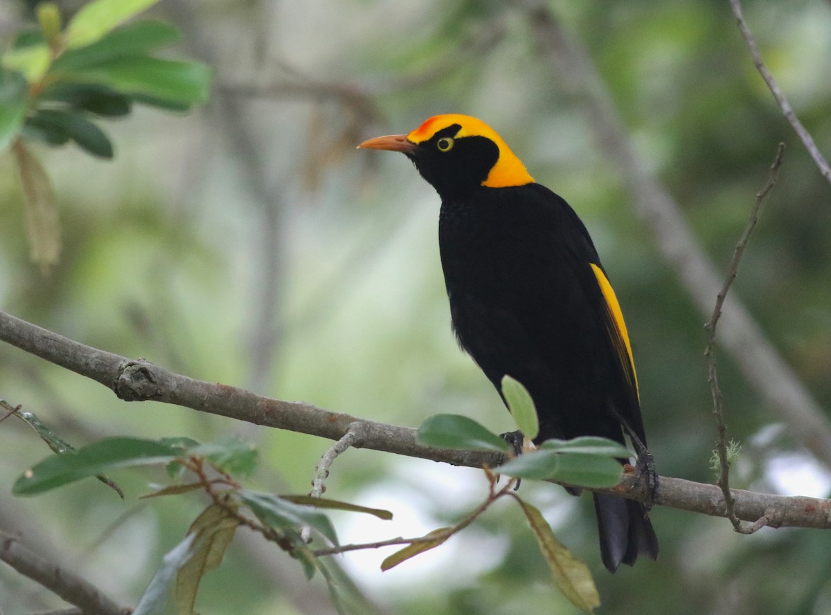 Naip Çardakkuşu - ML646717742