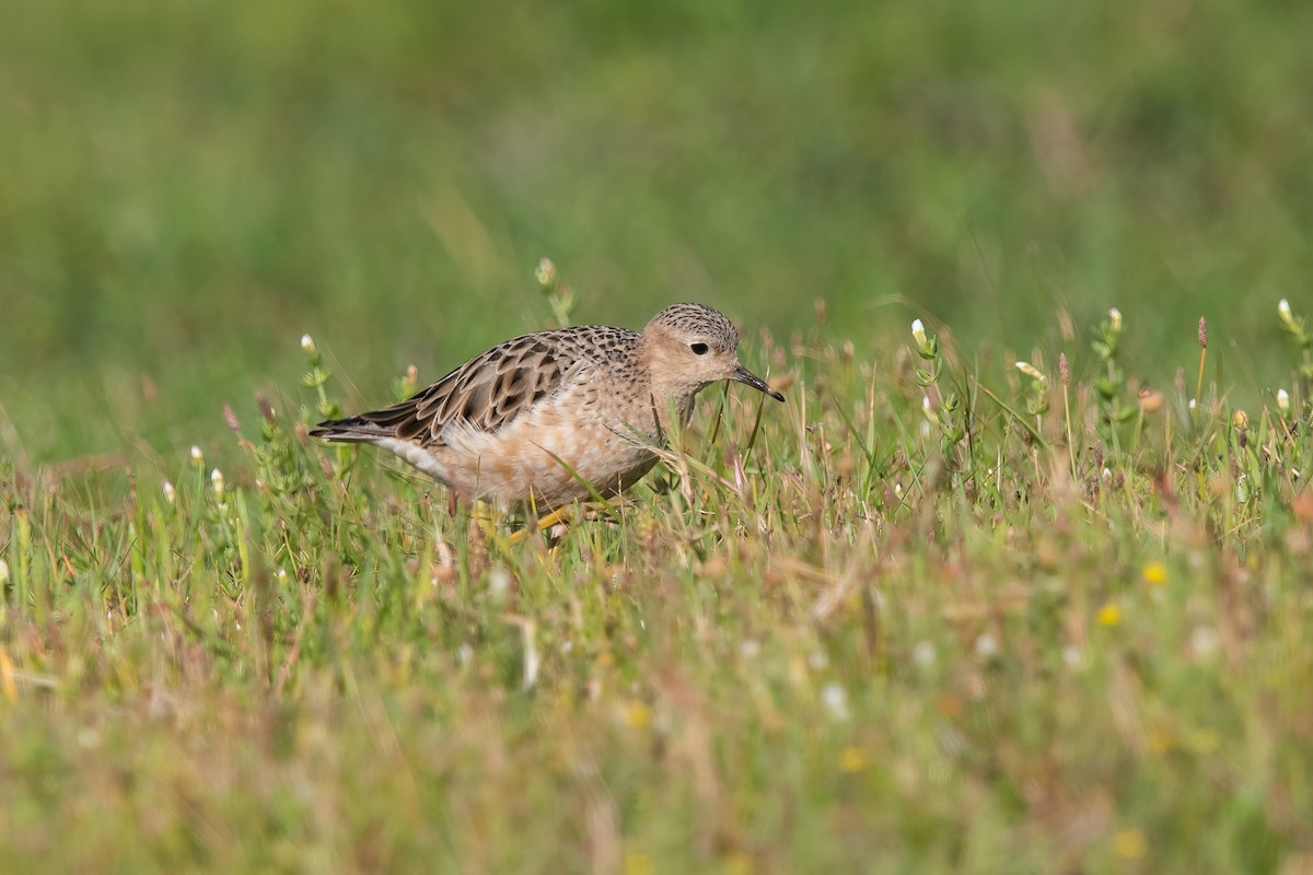 Жовтоволик - ML646717747