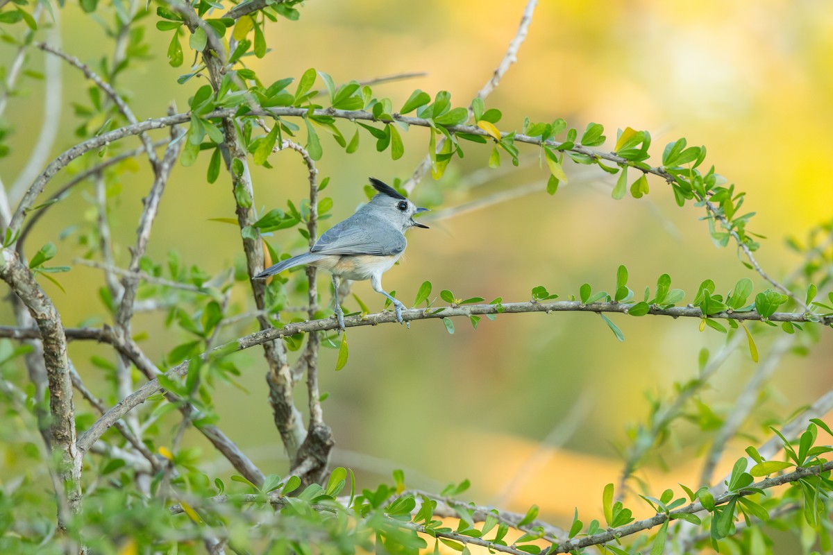 sýkora černochocholatá - ML646717748
