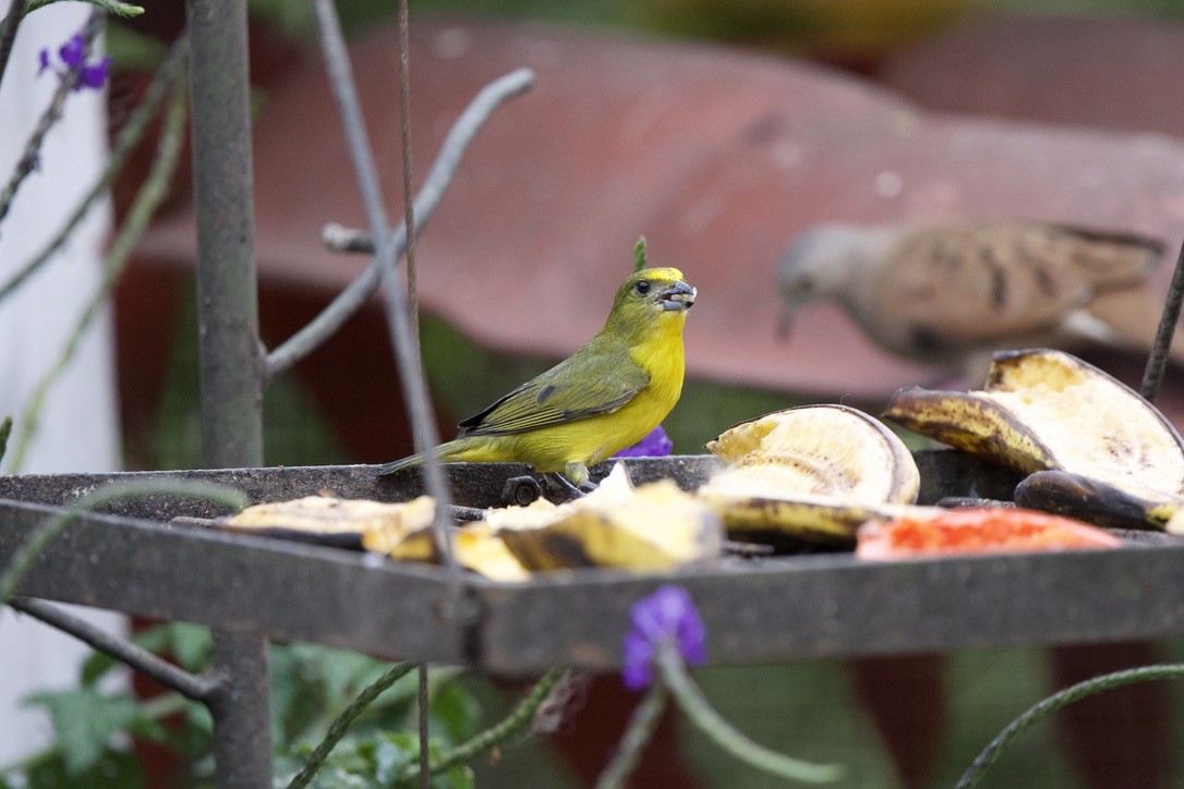 Thick-billed Euphonia - ML646717749