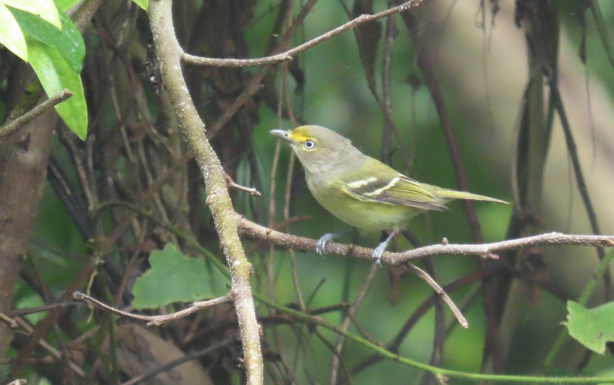 ויראו לבן-עין - ML646717750