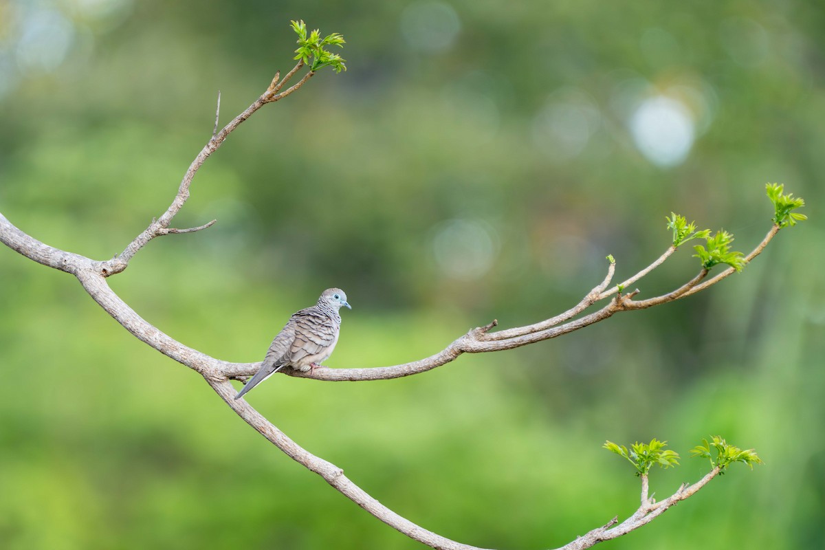 Peaceful Dove - ML646717751