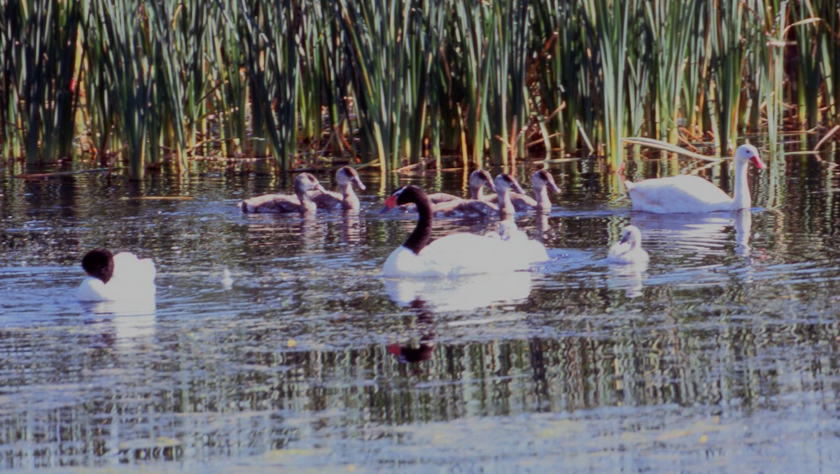 カモハクチョウ - ML646717754