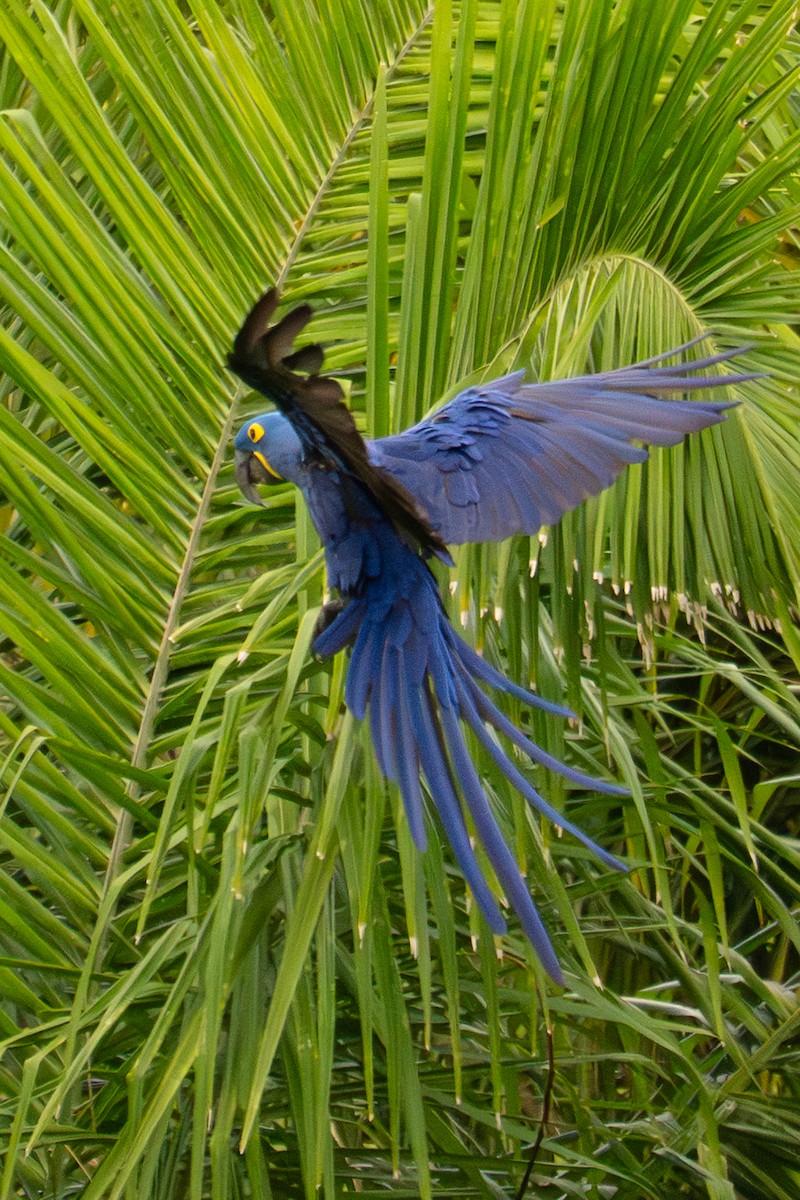 Hyacinth Macaw - ML646717756