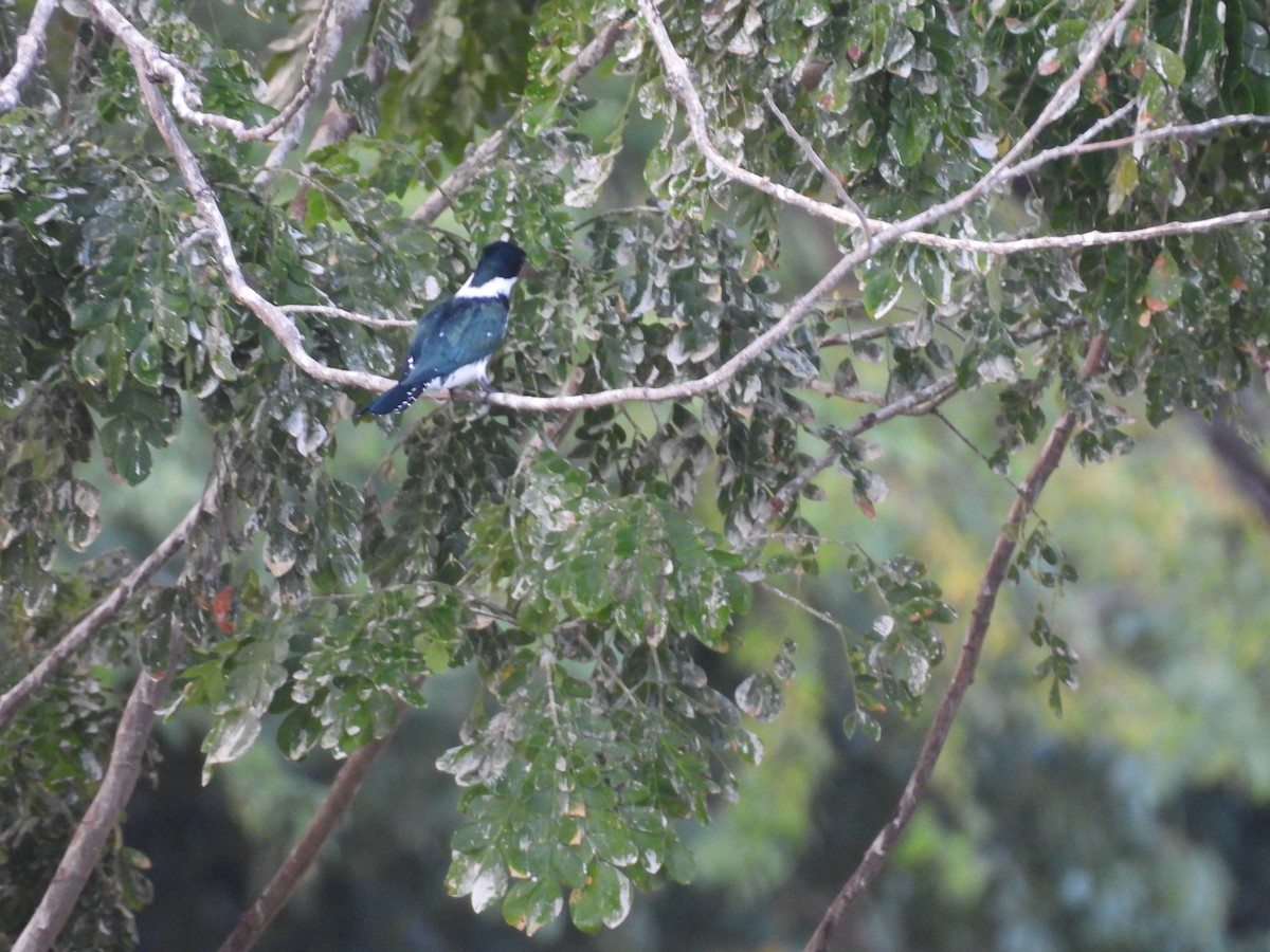 オオミドリヤマセミ - ML646717757