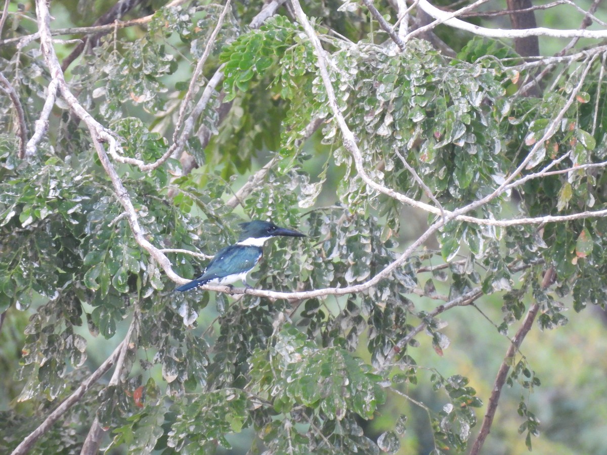 オオミドリヤマセミ - ML646717758