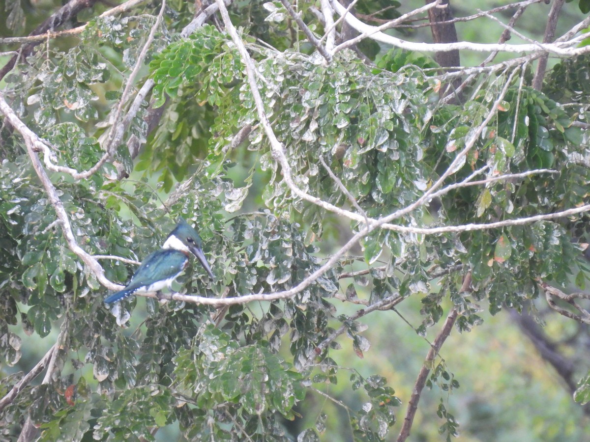 オオミドリヤマセミ - ML646717759