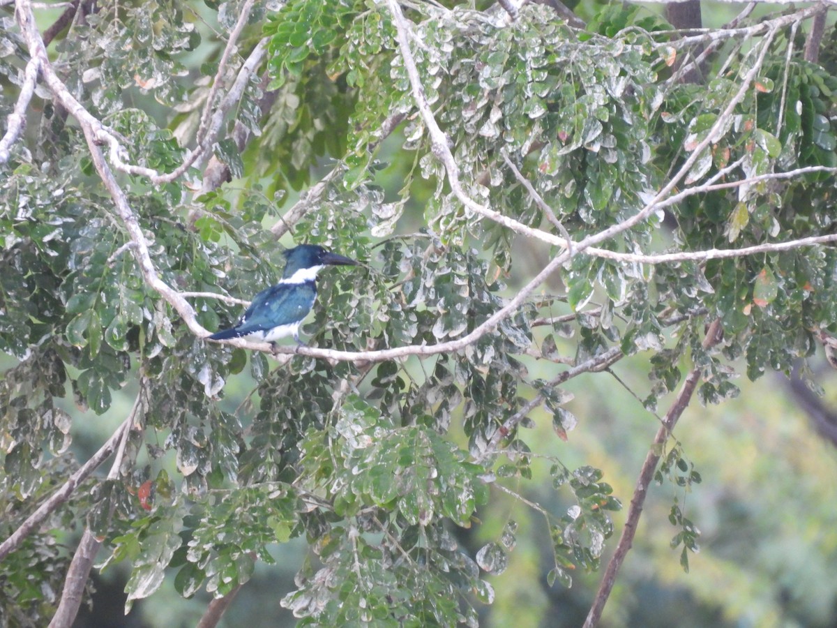 オオミドリヤマセミ - ML646717760