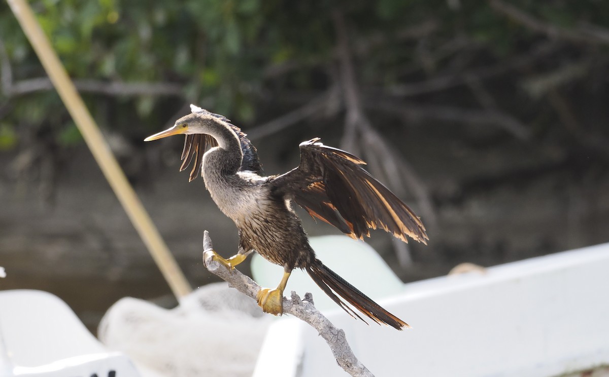 Anhinga - ML646717762