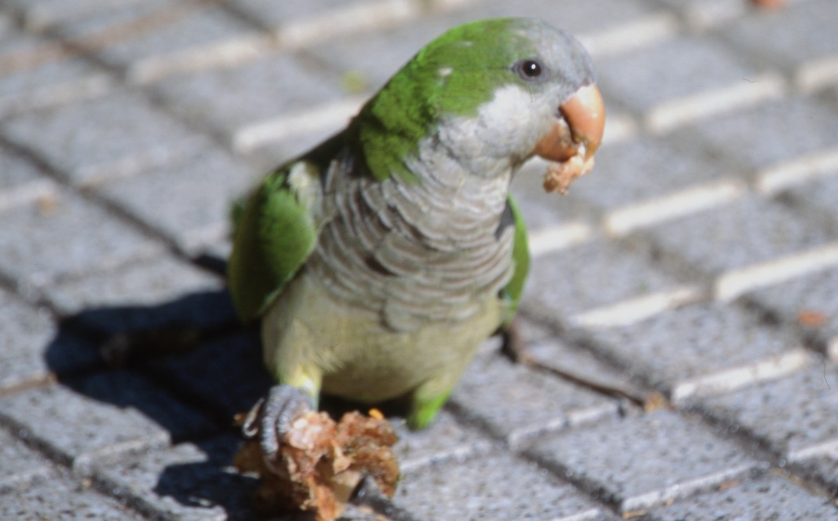 オキナインコ - ML646717764