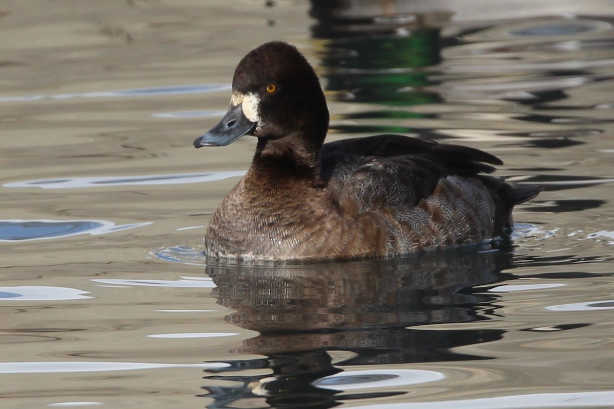 Lesser Scaup - ML646717765
