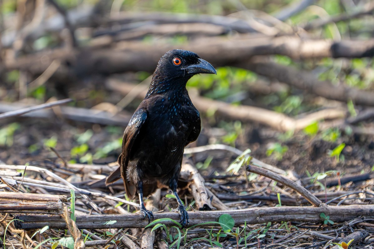 Spangled Drongo - ML646717766