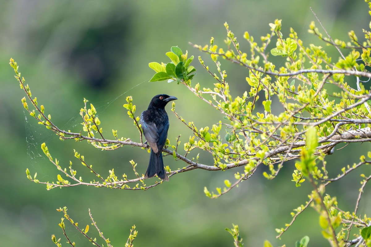 Spangled Drongo - ML646717767