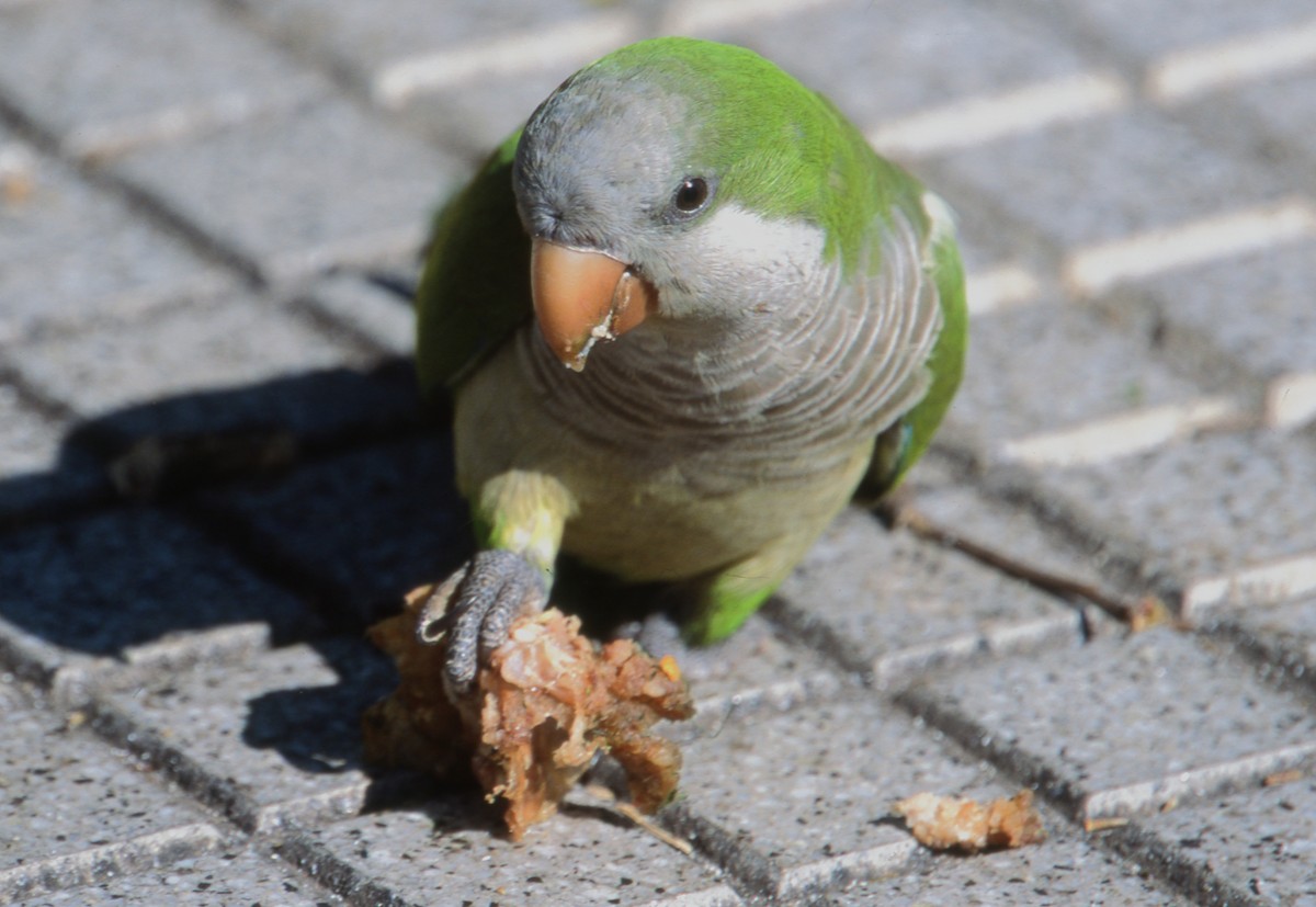 オキナインコ - ML646717768