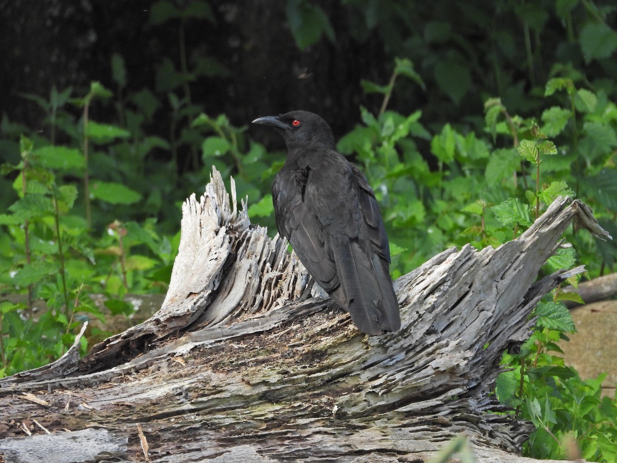 オオツチスドリ - ML646717770