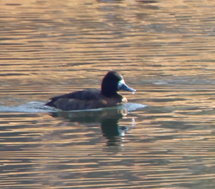 スズガモ - ML646717771