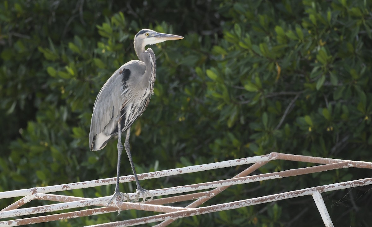 オオアオサギ - ML646717772