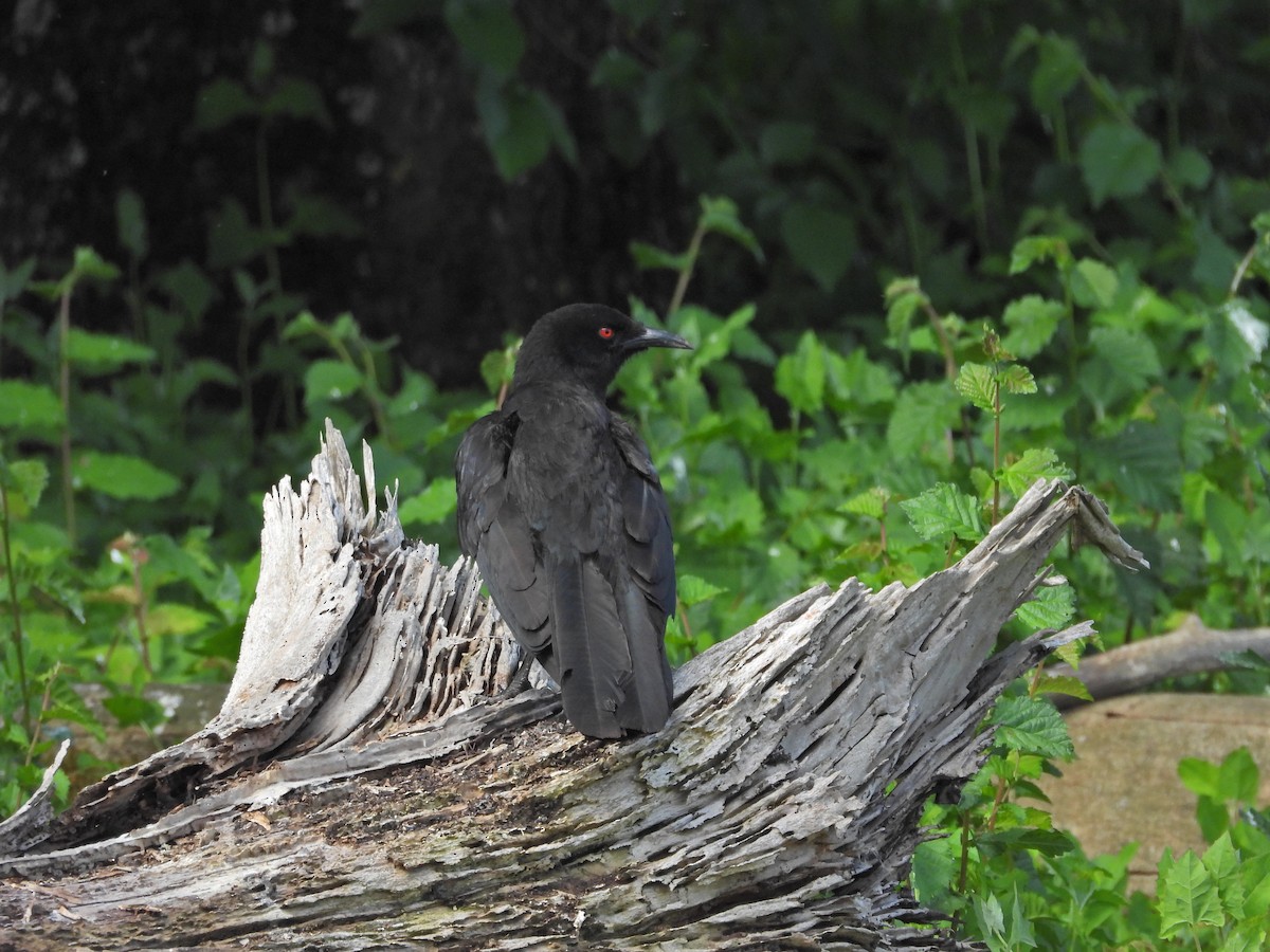 オオツチスドリ - ML646717775