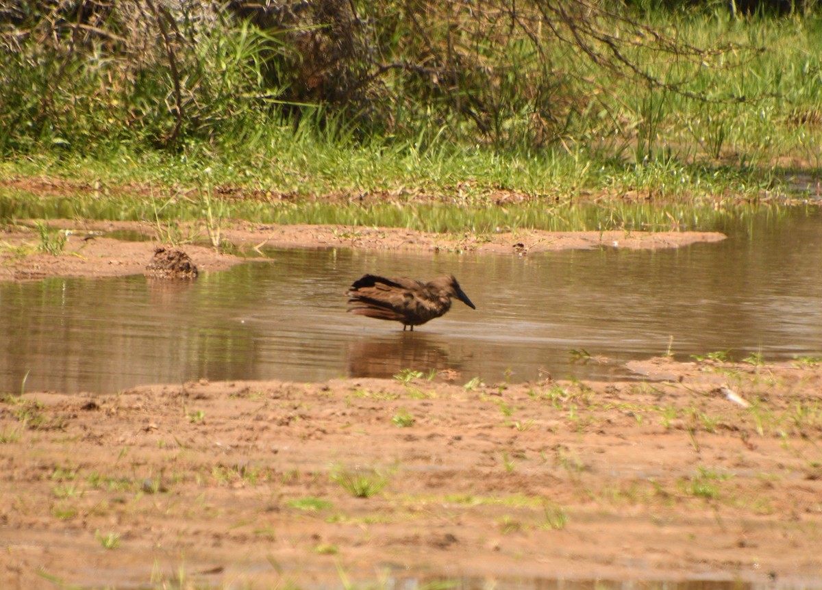 シュモクドリ - ML646717776