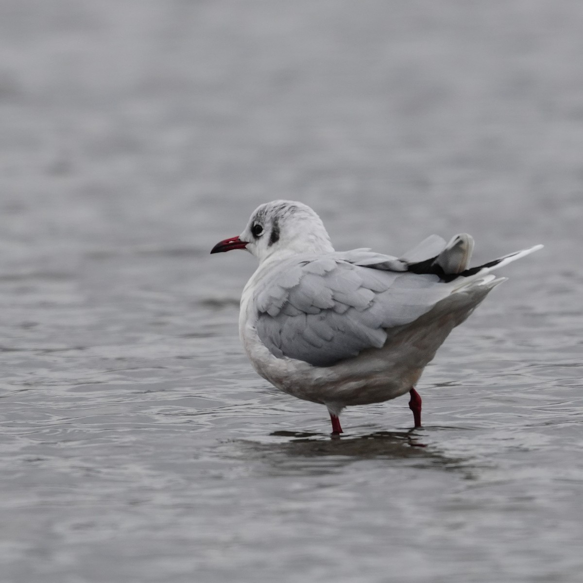 ミナミユリカモメ - ML646717777