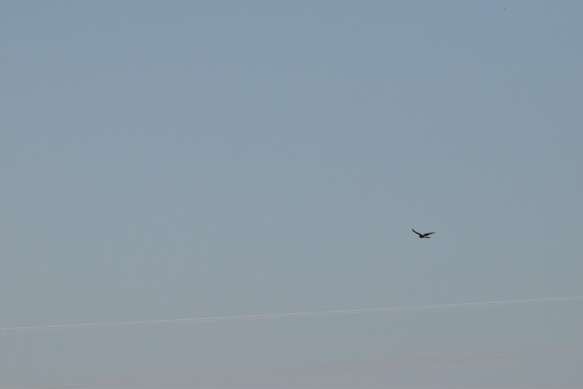 アメリカハイイロチュウヒ - ML646717784