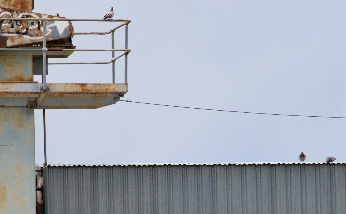 カワラバト（ドバト、家畜型） - ML646717785