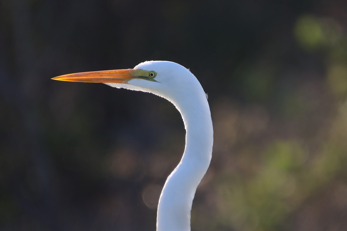 ダイサギ - ML646717786