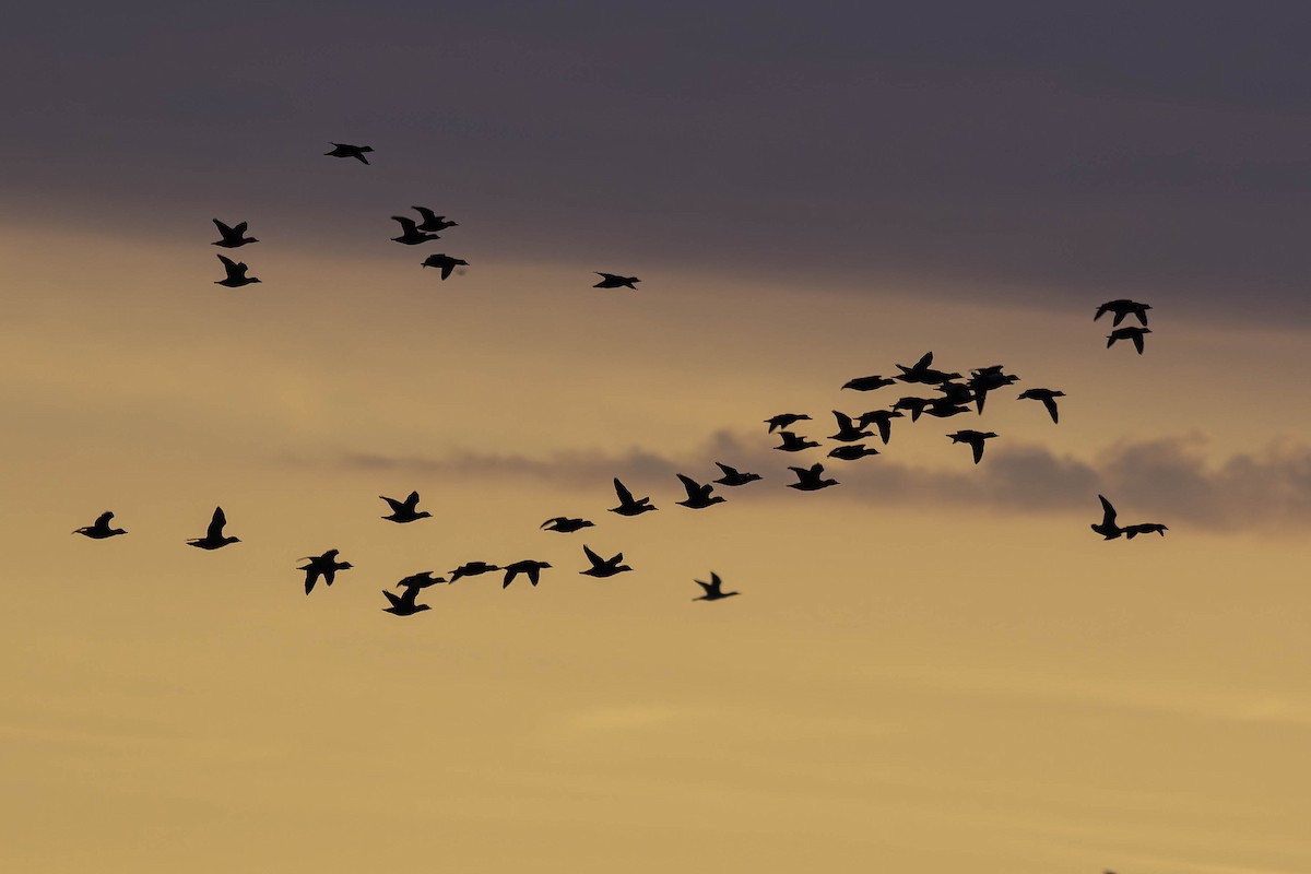 amerikasvartand - ML646717788