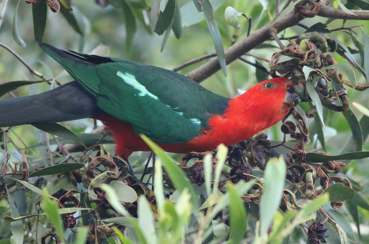 キンショウジョウインコ - ML646717789