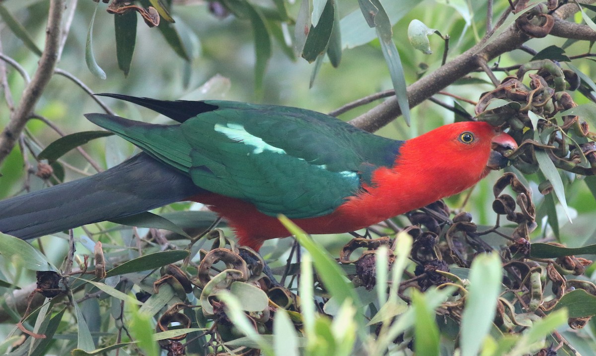 キンショウジョウインコ - ML646717790