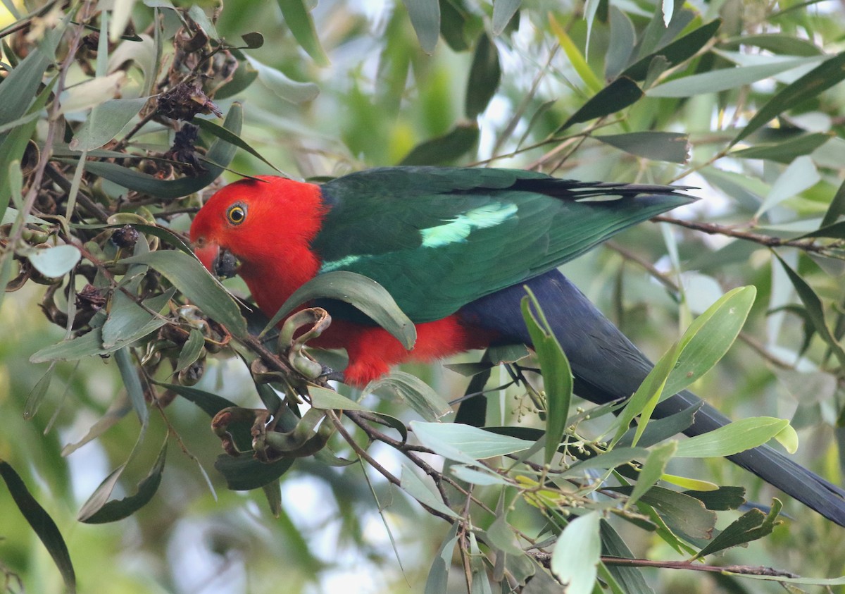 キンショウジョウインコ - ML646717791