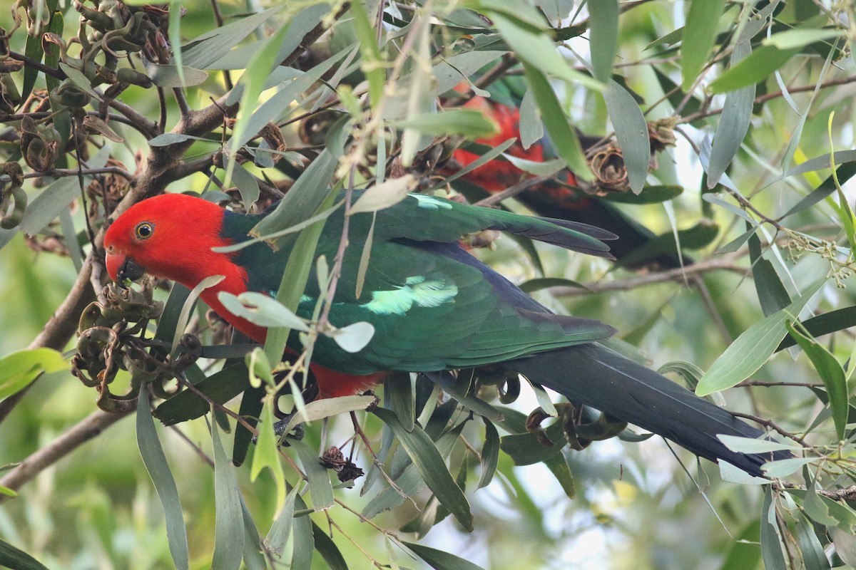 キンショウジョウインコ - ML646717792