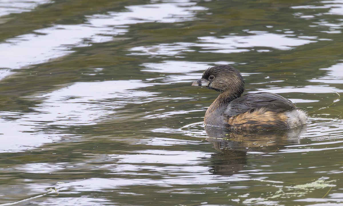 オビハシカイツブリ - ML646717793