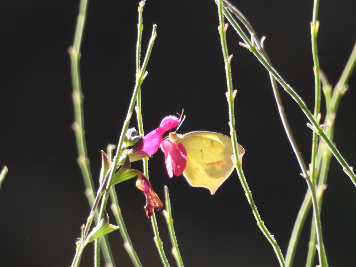 Insects - ML646717794