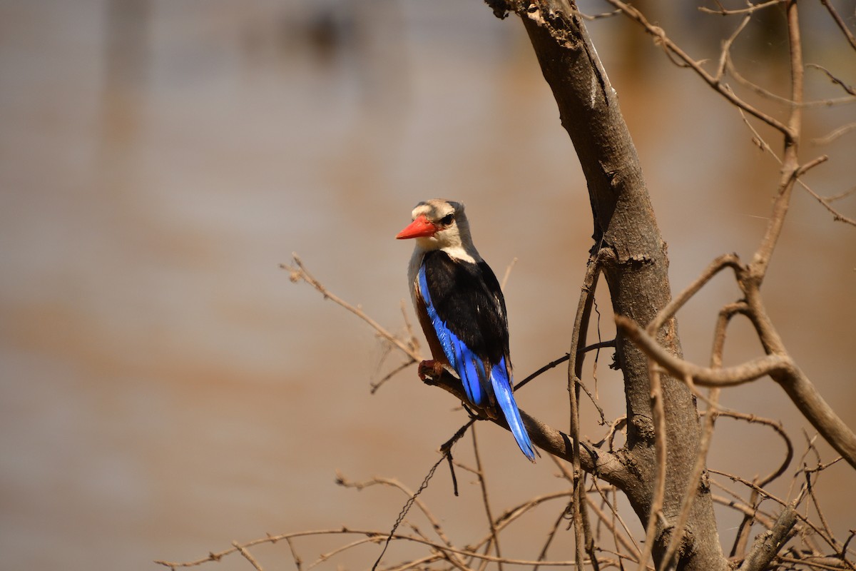 ハイガシラショウビン - ML646717812