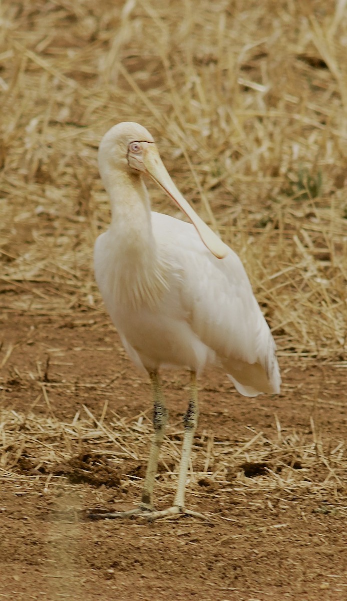 キバシヘラサギ - ML646717816