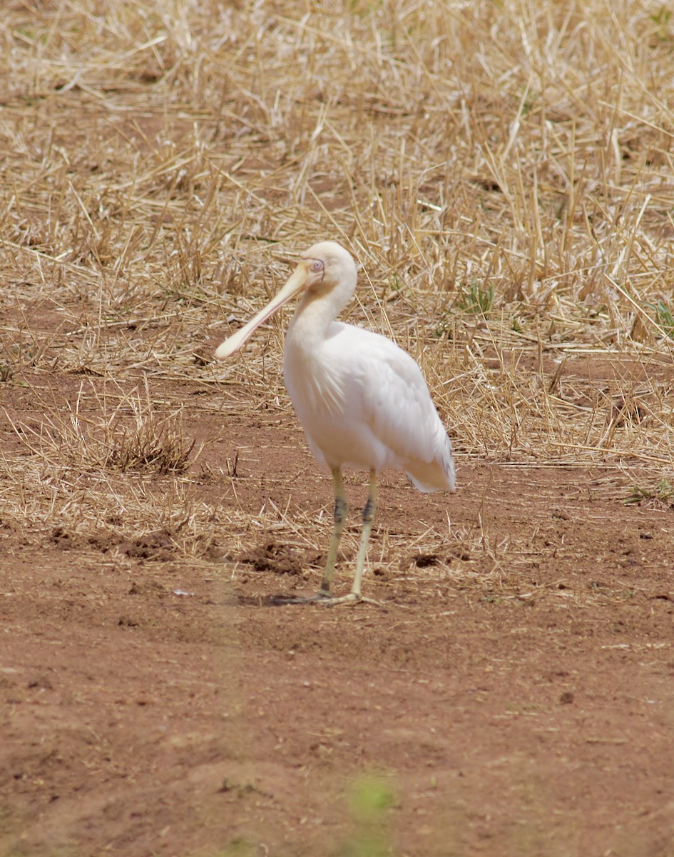 キバシヘラサギ - ML646717817
