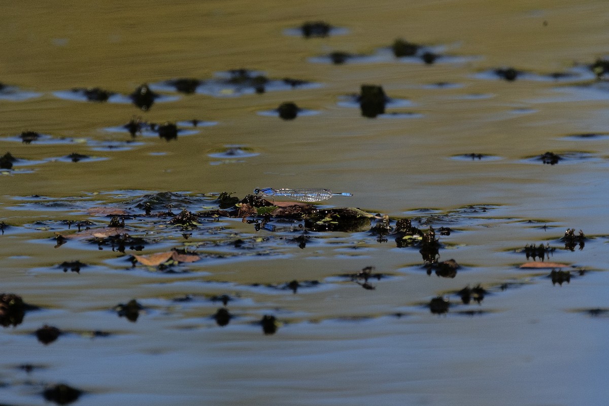 Insects - ML646717818