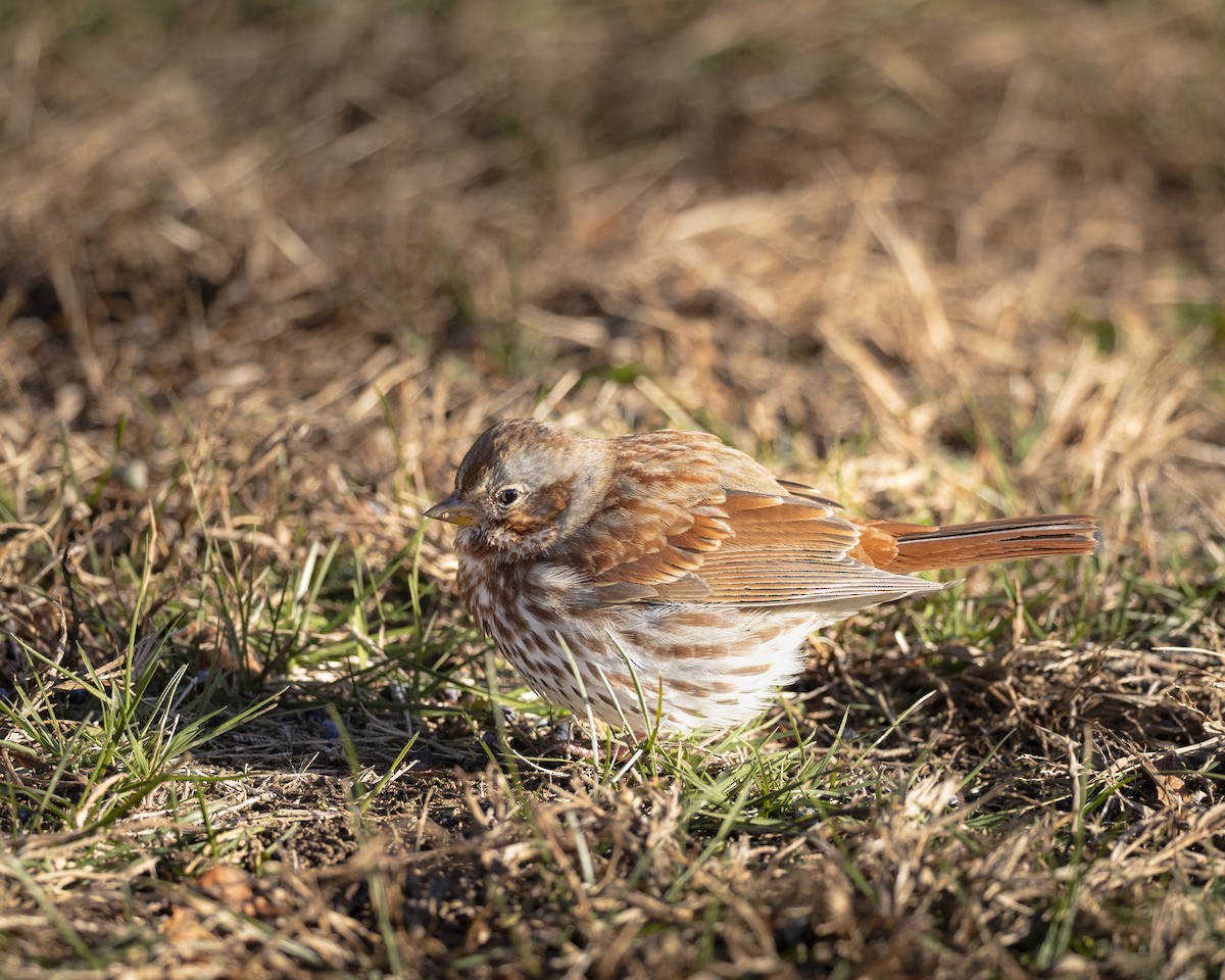 ゴマフスズメ - ML646717820