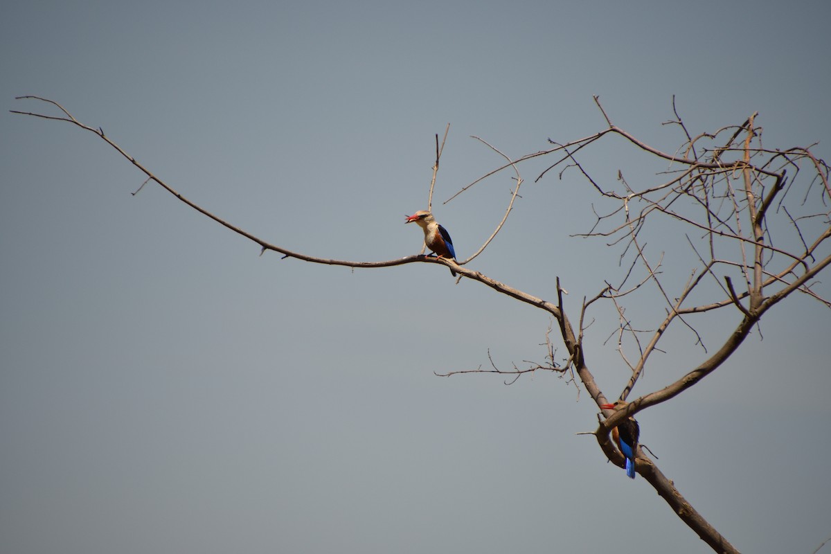 ハイガシラショウビン - ML646717821