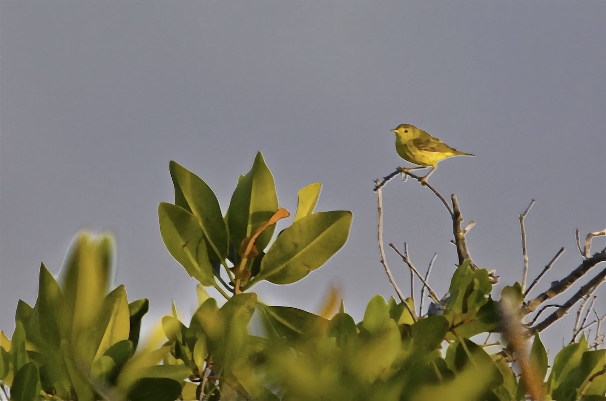 Northern/Mangrove Yellow Warbler - ML646717826