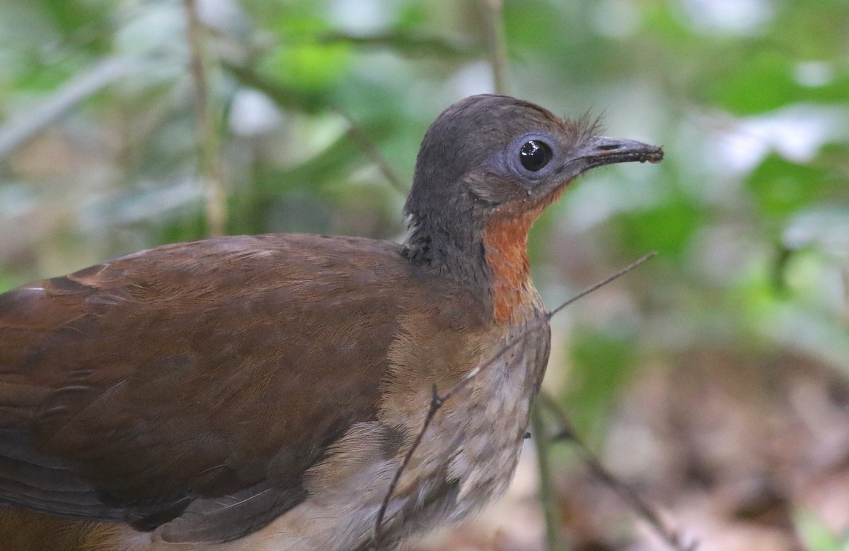 アルバートコトドリ - ML646717827