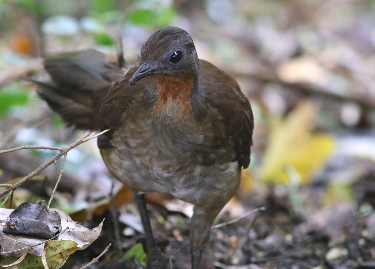 アルバートコトドリ - ML646717828