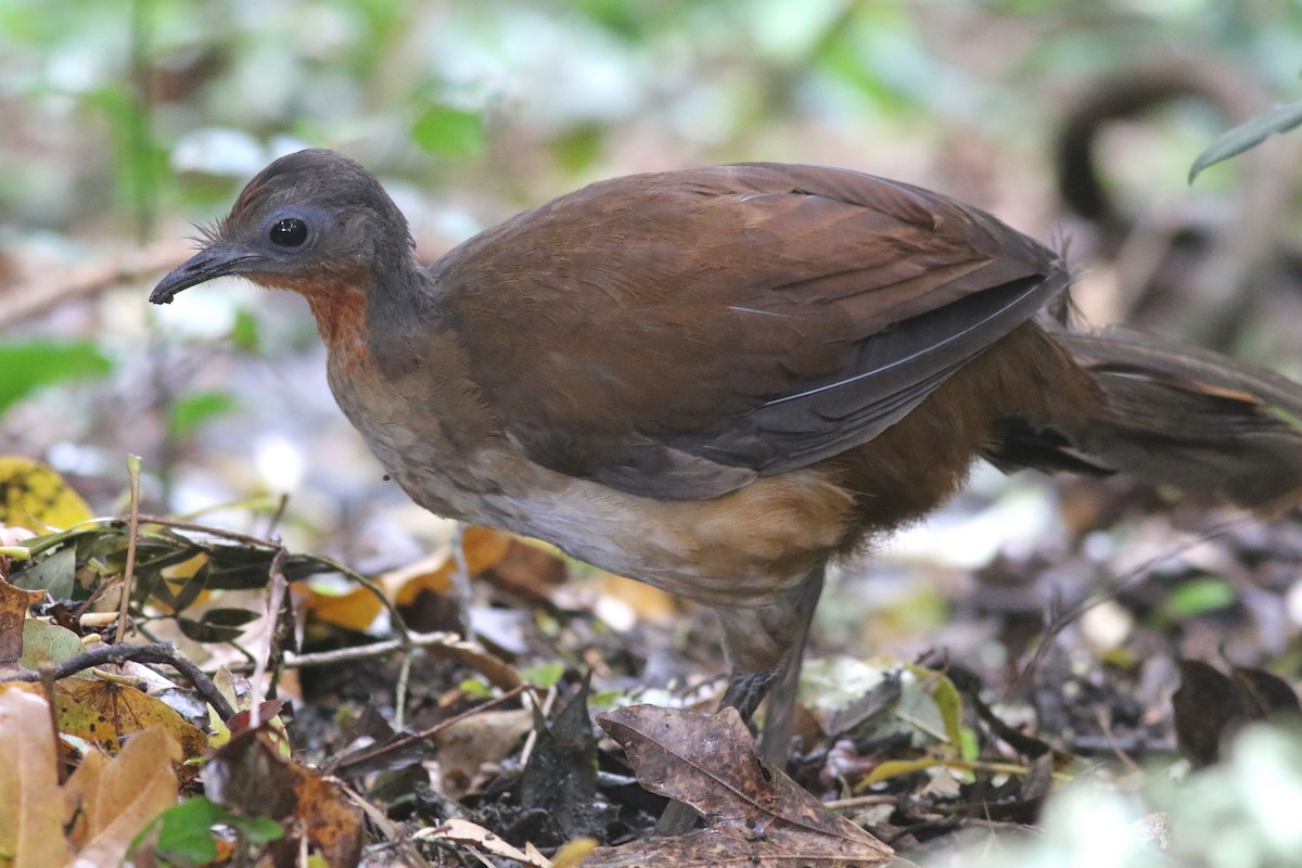 アルバートコトドリ - ML646717829