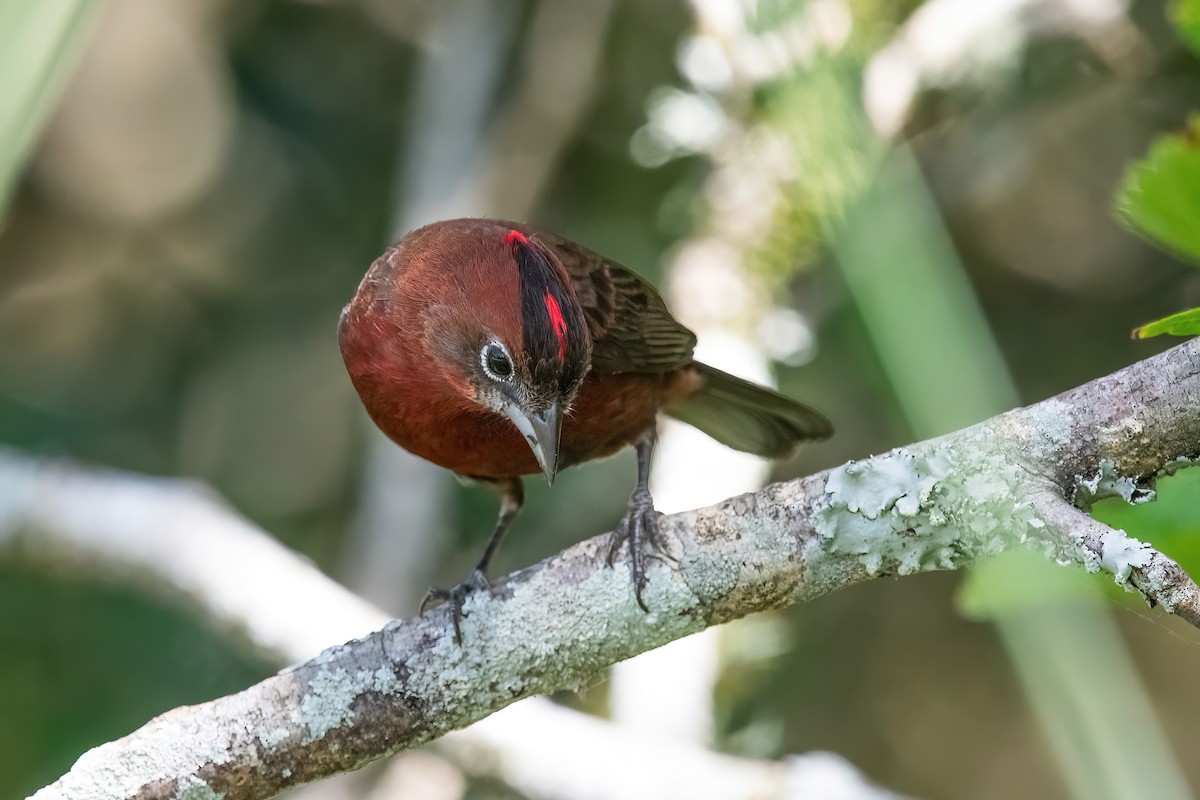 Червоночубик вогнистий - ML646717831