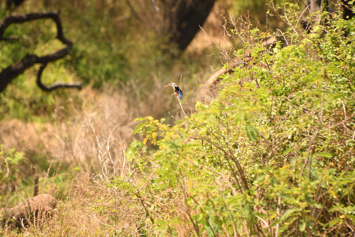 ハイガシラショウビン - ML646717832