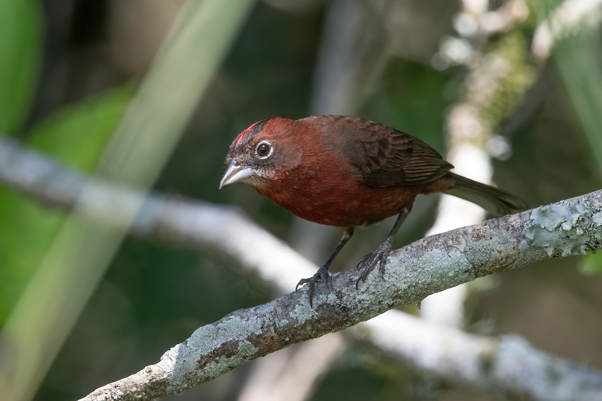 Червоночубик вогнистий - ML646717833