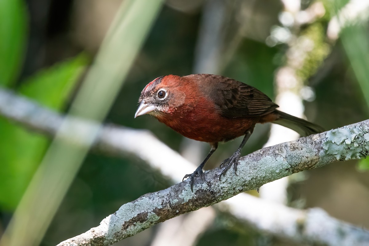 ベニイタダキ - ML646717834