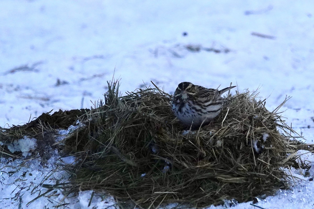 サバンナシトド - ML646717835